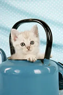 Teapot: Cat - Cream Asian kitten in teapot