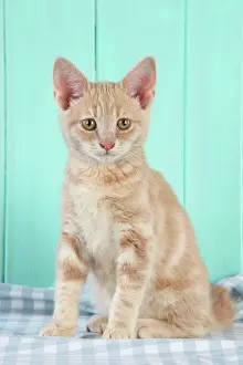 Worried: Cat. Cream Tabby Kitten