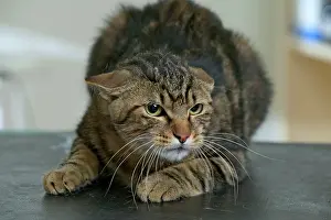 Flattened: CAT - crouching down, with ears flattened