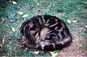 Asleep: CAT - curled up asleep