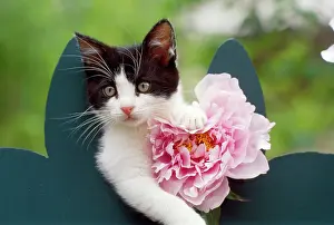 Glamour: CAT - Cute kitten with pink flower