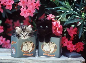 Frederic Rolland: CAT - Cute Kittens in biscuit tins