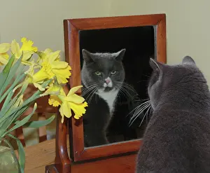 Mirrors: Cat - Dark grey cat looking at itself in the mirror