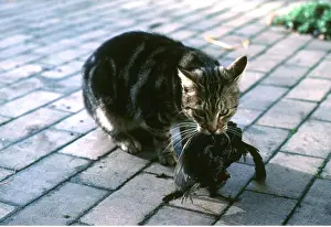 Kill: CAT - with dead blackbird in jaws
