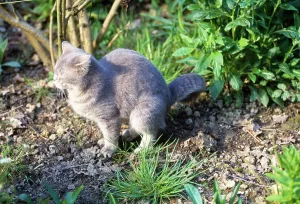 Toileting: CAT - Defecating