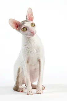 Cocked: Cat - Devon Rex