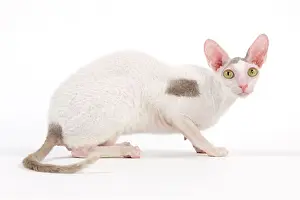 Crouching: Cat - Devon Rex