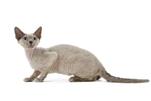 Nervous: Cat - Devon Rex - blue - in studio
