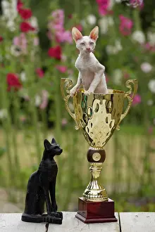 Trophy: Cat - Devon Rex - sitting in trophy