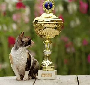 Trophy: Cat - Devon Rex - with trophy