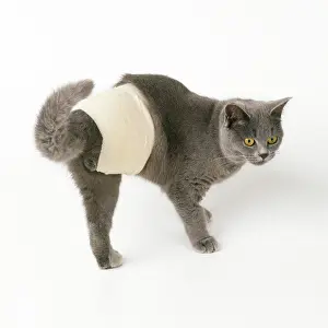 Bandaged: Cat - with dislocated leg bandaged