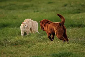Startled: Cat and Dog - together