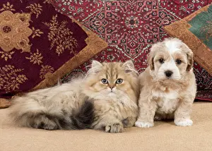 Chinchilla: Cat & Dog