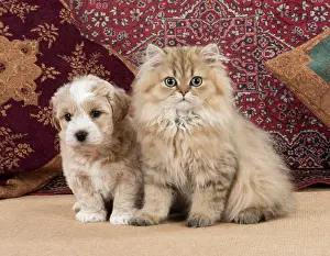 Chinchilla: Cat & Dog