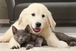 Snuggling: Cat & Dog