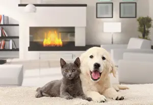 Fireplace: Cat & Dog