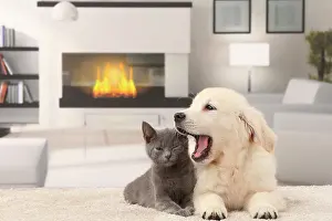 Fireplace: Cat & Dog