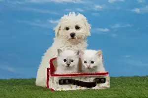 Suitcase: Cat & Dog Birman kitten in a bag