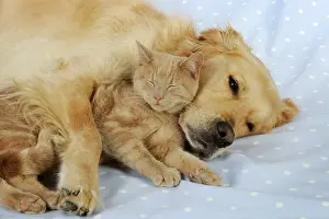 Sleeping: CAT & DOG. Cat lying with golden retriever