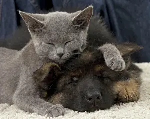 Shepherd: Cat & Dog - Chartreux kitten & German Shepherd