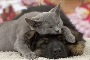 Shepherd: Cat & Dog - Chartreux kitten & German Shepherd