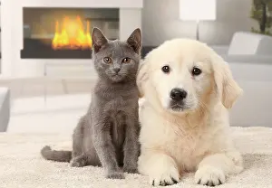 Fireplace: Cat & Dog Chartreux kitten and Golden Retriever puppy