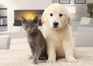 Fireplace: Cat & Dog Chartreux kitten and Golden Retriever puppy