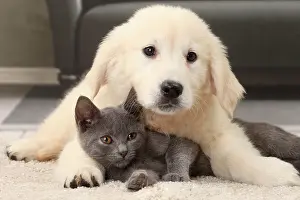 Snuggling: Cat & Dog Chartreux kitten and Golden Retriever puppy