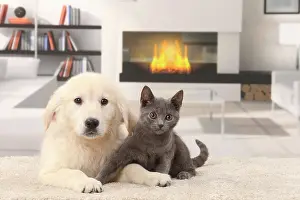 Fireplace: Cat & Dog Chartreux kitten and Golden Retriever puppy