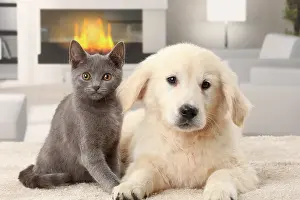 Fireplace: Cat & Dog Chartreux kitten and Golden Retriever puppy