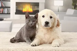 Fireplace: Cat & Dog Chartreux kitten and Golden Retriever puppy