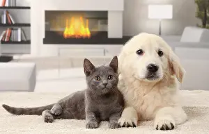Fireplace: Cat & Dog Chartreux kitten and Golden Retriever puppy