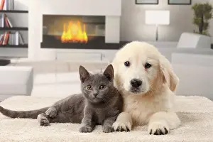 Fireplace: Cat & Dog Chartreux kitten and Golden Retriever puppy