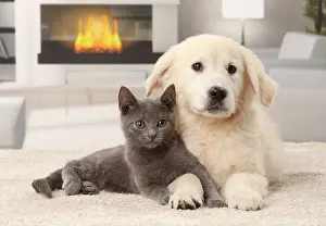 Fireplace: Cat & Dog Chartreux kitten and Golden Retriever puppy