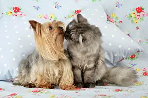 Chincilla: Cat & Dog. - Chincilla X Persian. dark silver smoke