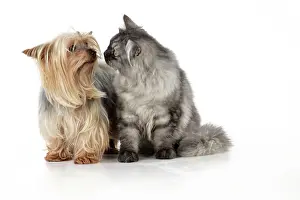 Chincilla: Cat & Dog - Chincilla X Persian. dark silver smoke