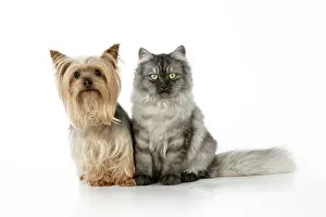 Chincilla: Cat & Dog - Chincilla X Persian. dark silver smoke