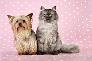 Chincilla: Cat & Dog - Chincilla X Persian. dark silver smoke