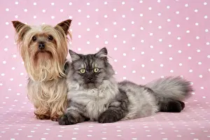 Chincilla: Cat & Dog - Chincilla X Persian. dark silver smoke