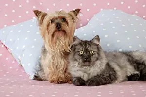 Chincilla: Cat & Dog - Chincilla X Persian. dark silver smoke