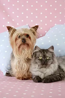 Chincilla: Cat & Dog - Chincilla X Persian. dark silver smoke