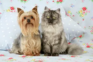 Chincilla: Cat & Dog - Chincilla X Persian. dark silver smoke