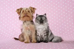 Chincilla: Cat & Dog - Chincilla X Persian.dark silver smoke