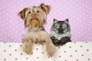 Chincilla: Cat & Dog - Chincilla X Persian.dark silver smoke