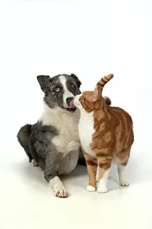 Rubbing: CAT & DOG. ginger & white cat rubbing against