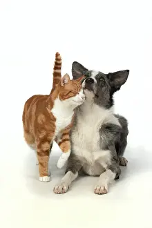 Embrace: CAT & DOG. ginger & white cat rubbing against