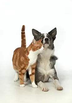 Embrace: CAT & DOG. ginger & white cat rubbing against
