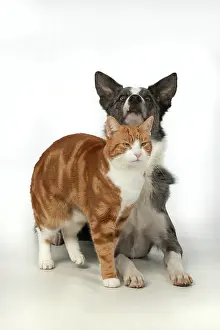 Rubbing: CAT & DOG. ginger & white cat rubbing against