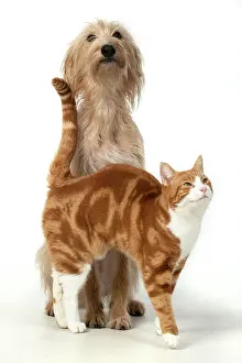 Rubbing: CAT & DOG. ginger & white cat rubbing against