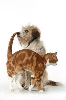 Rubbing: CAT & DOG. Ginger & white cat rubbing against